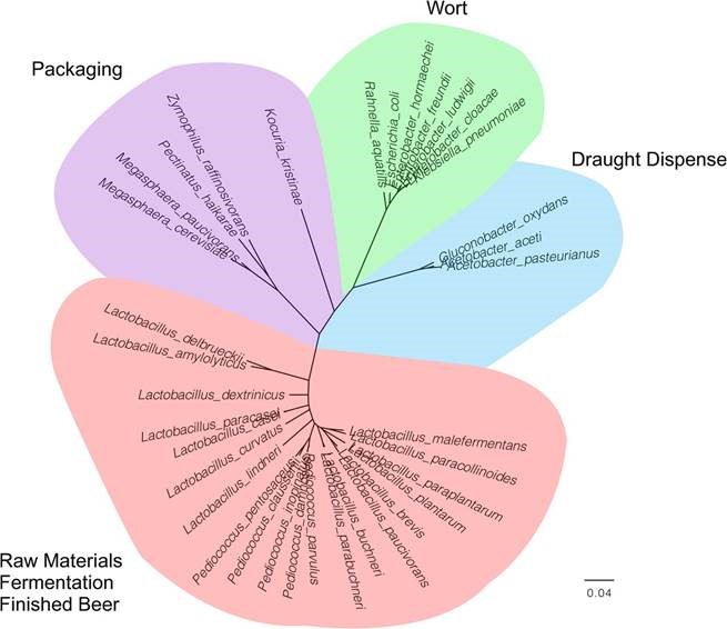 Phylogeny of primary beer spoilage bacteria